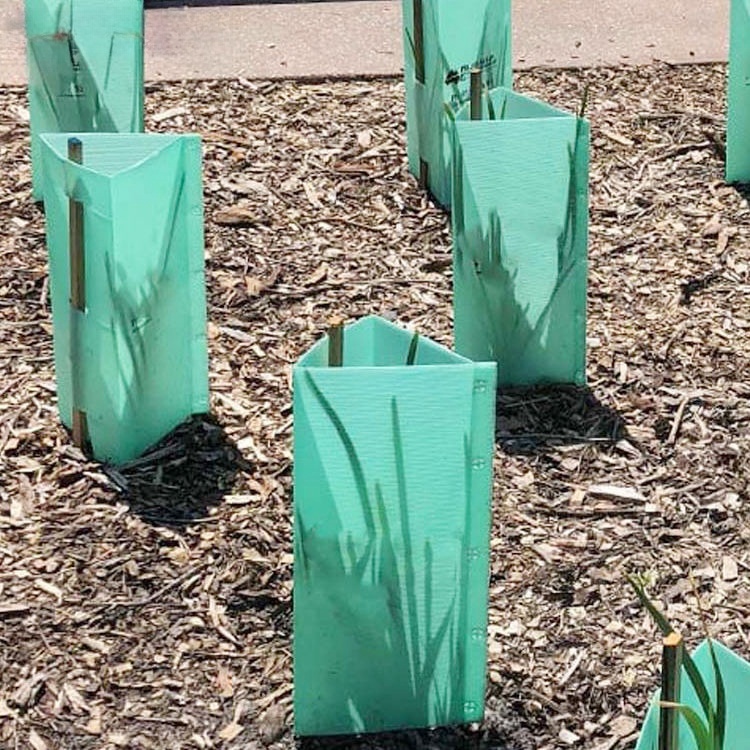 corflute tree guard 4.jpg corflute tree guard 4.jpg