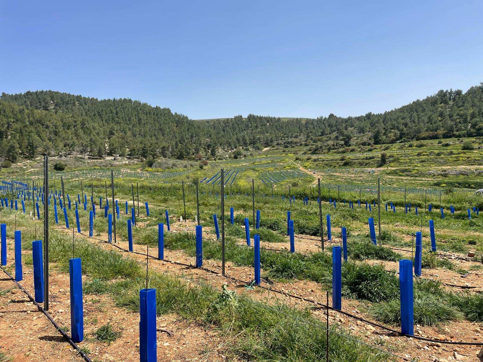 PP Plastic Vine Protector